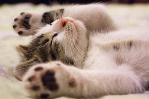 Schattig slapend kitten liggend op zijn rug met opgetrokken pootjes, symbool voor comfort en ontspanning in een nieuwe thuisomgeving.