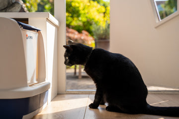 tips voor het gebruik van een kattenbak