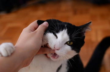 bijtende kat
