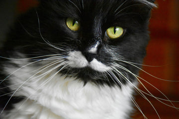 depressieve kat