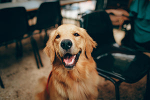 5 Tips om je hond gelukkig en gezond te houden