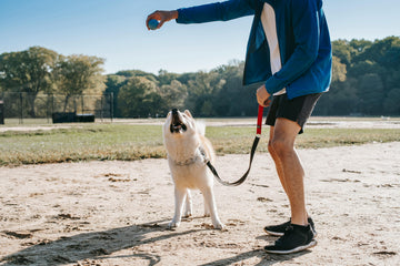 hardlopen met hond
