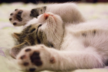 hoe kitten opvoeden