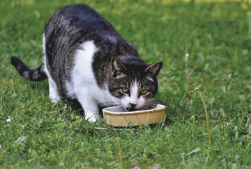 hoe lang kan een kat zonder eten