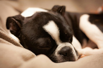 hoeveel slaapt een hond