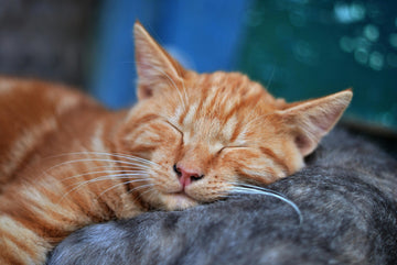 hoeveel slaapt een kat