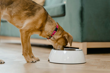 hond eet niet