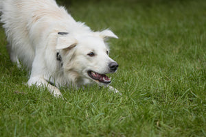 Waarom eten honden poep?
