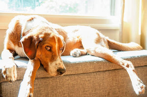 Hoe je weet of je je hond alleen thuis kunt laten?