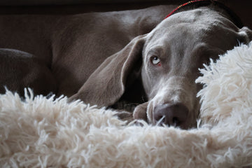 hond die poept in huis