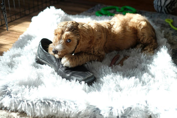 hond doet raar