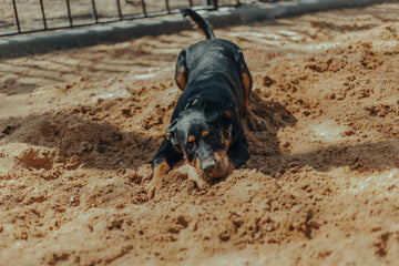 hond graaft in tuin