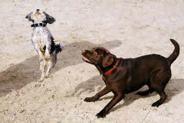 hond gromt naar andere honden
