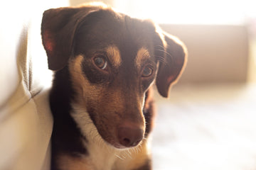 hond hijgt in rust