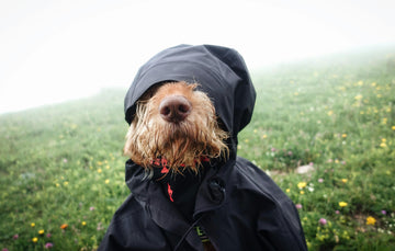 hond in de kou