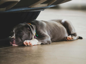 hond plast binnen