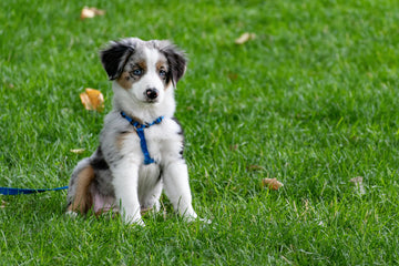 hond trekken afleren