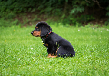 Mijn hond wil niet lopen: oorzaken, tips én oplossingen om weer te gaan wandelen!