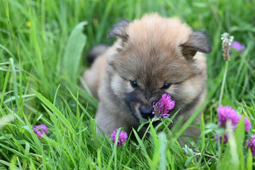 ingegroeide teek hond