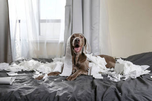 Hond op bed omringd door verscheurd wc-papier, illustrerend de uitdagingen en chaos van de eerste dagen met een nieuwe puppy, zoals besproken in onze blog over wat te verwachten met een nieuwe hond.
