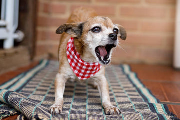 Met deze tips leer je het blaffen van je hond af