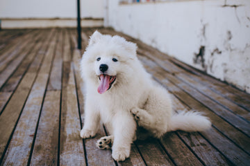 jeuken hond
