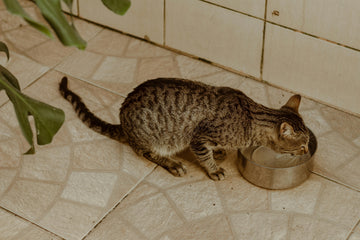 kat drinkt veel
