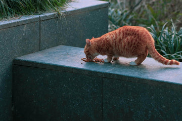 kat eet niet