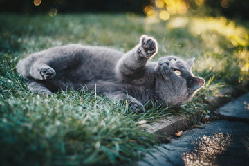 kat in tuin houden