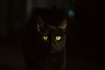 kat nacht