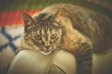 kat plast in huis