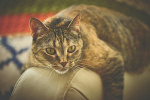 kat plast in huis