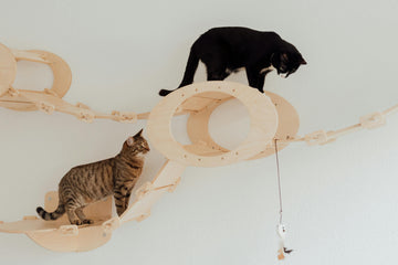 Katten laten wennen aan elkaar: zo maak je van vijanden vrienden