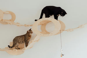 Katten laten wennen aan elkaar: zo maak je van vijanden vrienden
