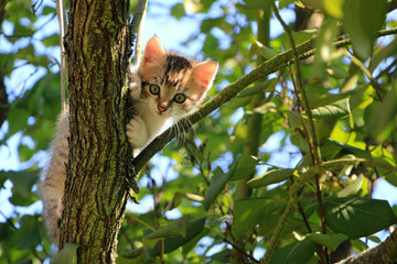 De leukste kattennamen van 2025 op een rij