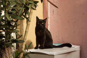 De taal van de katten staart: leer staartsignalen en kattentaal