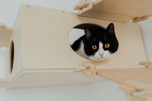 kattenbak schoonmaken