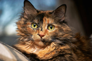 Krolsheid bij katten: tips voor omgaan met een krolse kat