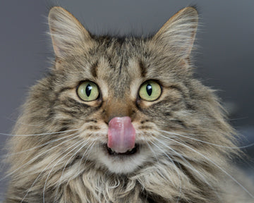 Kat likt zijn lippen na het genieten van voedzaam kattenvoer, illustrerend het belang van het kiezen van de juiste voeding zoals uitgelegd in onze blog over het beste kattenvoer voor kittens.
