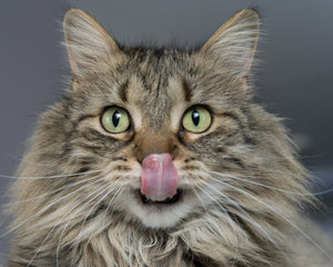 Kat likt zijn lippen na het genieten van voedzaam kattenvoer, illustrerend het belang van het kiezen van de juiste voeding zoals uitgelegd in onze blog over het beste kattenvoer voor kittens.