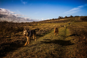 Wandelen met je hond: Waar moet je op letten bij een wandeling?