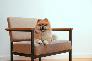 mijn hond piept