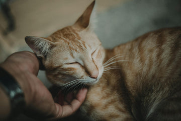 mijn kat likt me