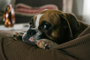 puppy alleen laten