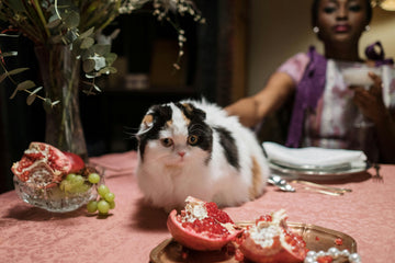 hoe leer je kat iets af
