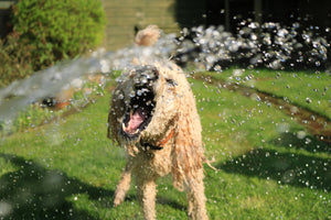 hond afkoelen