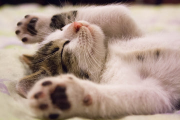 Schattig slapend kitten liggend op zijn rug met opgetrokken pootjes, symbool voor comfort en ontspanning in een nieuwe thuisomgeving.