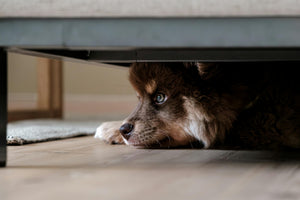vuurwerk hond