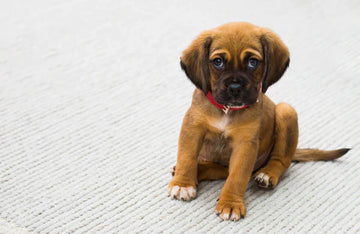 Schattige puppy zittend op een zachte deken, kijkend naar de camera met nieuwsgierige ogen, symbool voor de ultieme puppy benodigdheden en liefdevolle zorg die nodig is bij het verwelkomen van een nieuwe viervoetige vriend in huis.