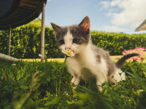 wanneer mag een kitten naar buiten